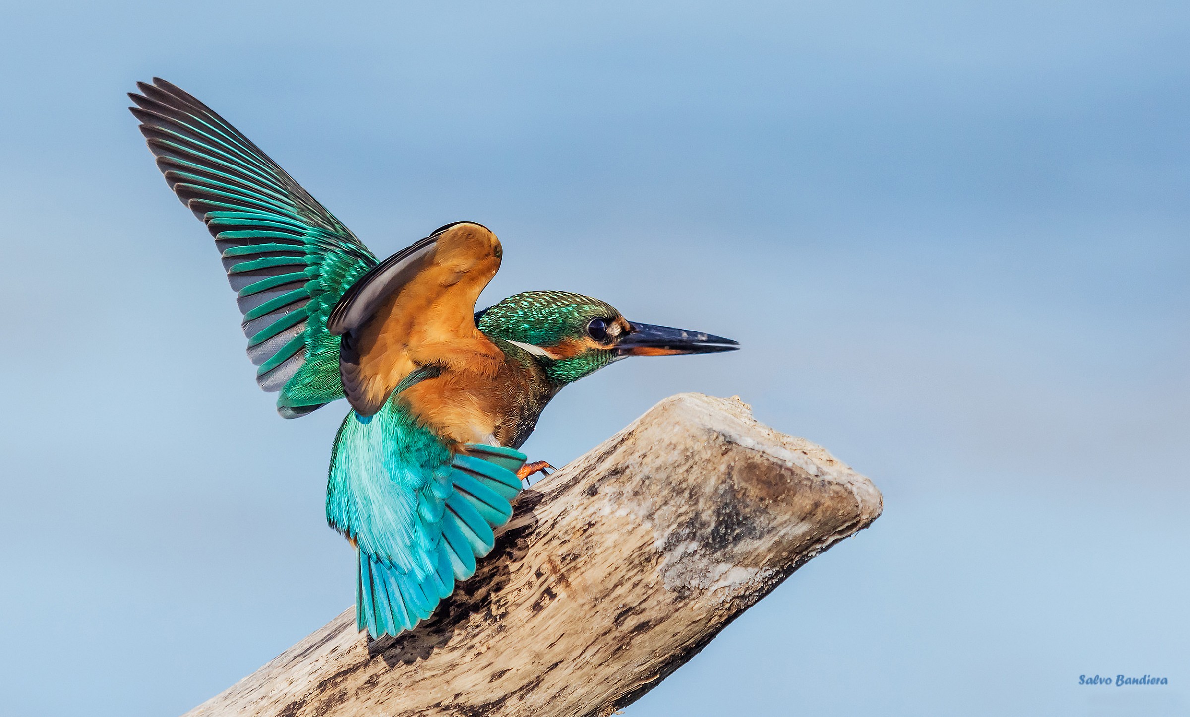 Pronto per il volo...