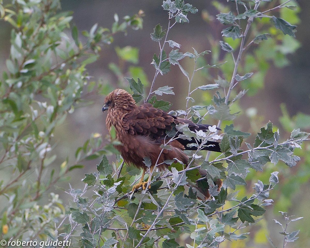 ruffled in a gloomy morning