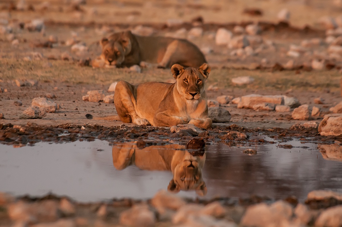 Eleganza alla specchio
