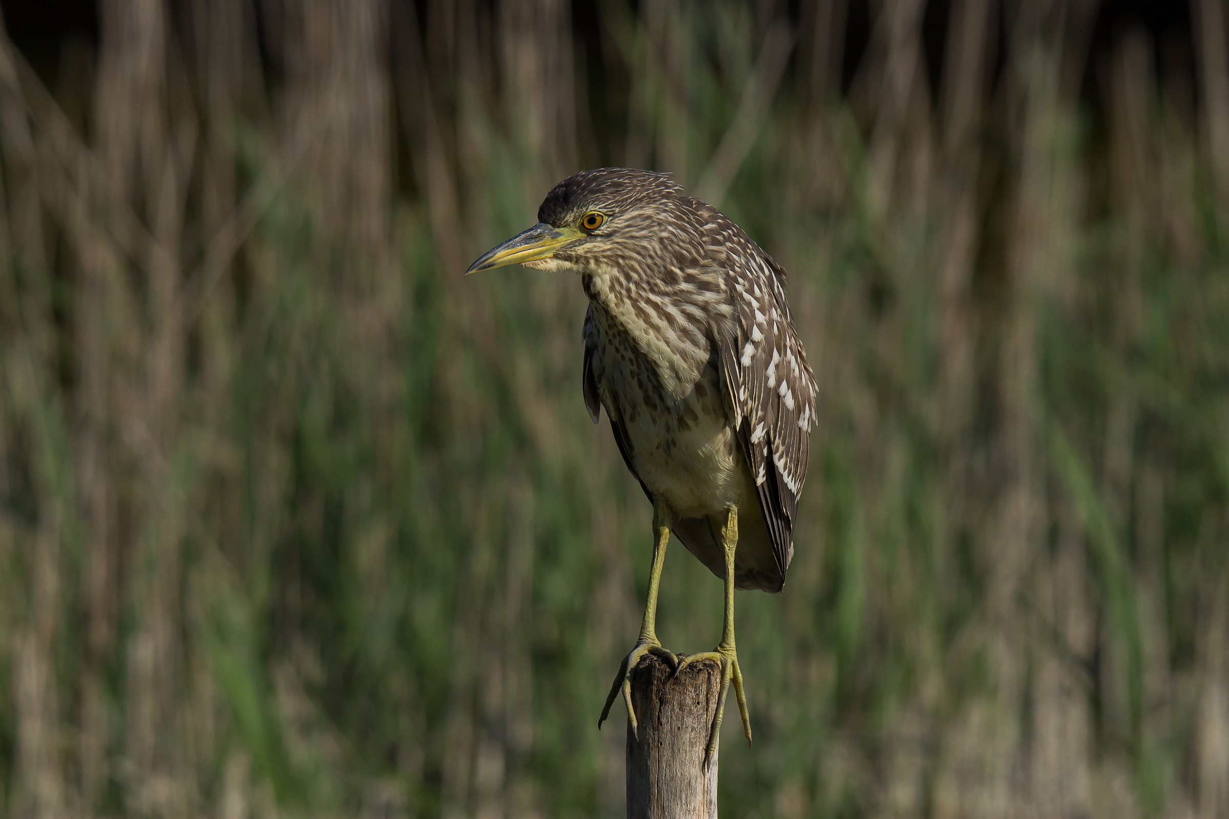 pullo of Night Heron
