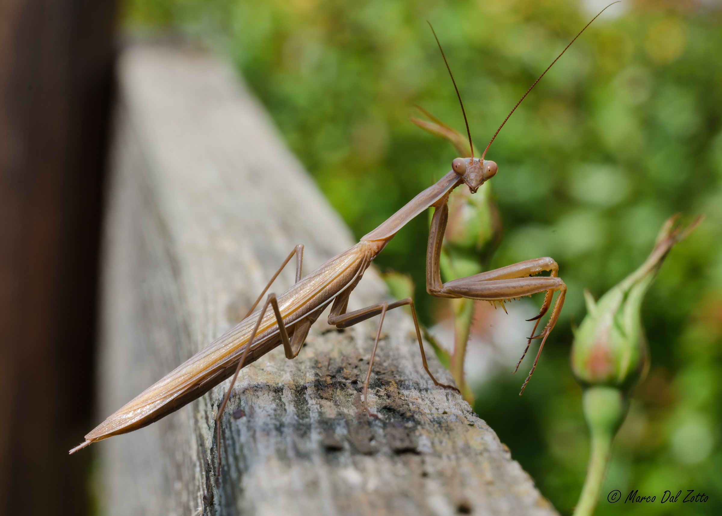 Sempre in posa queste mantidi