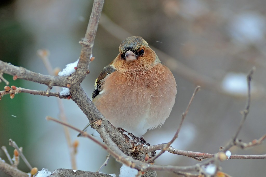 Fringuello durante una nevicata