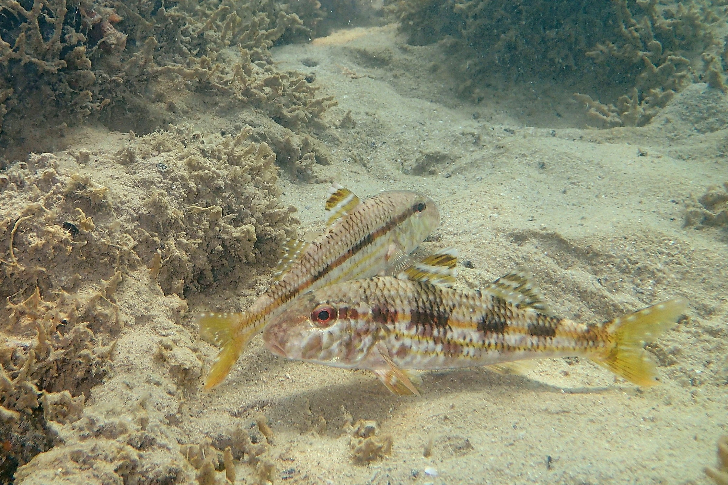 Red mullet (Mullus surmuletus)