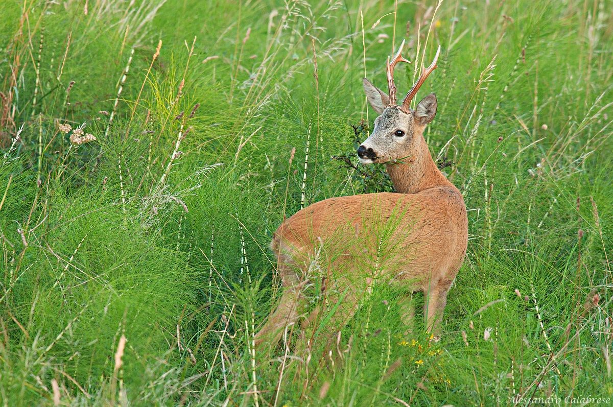 Roe between horsetail