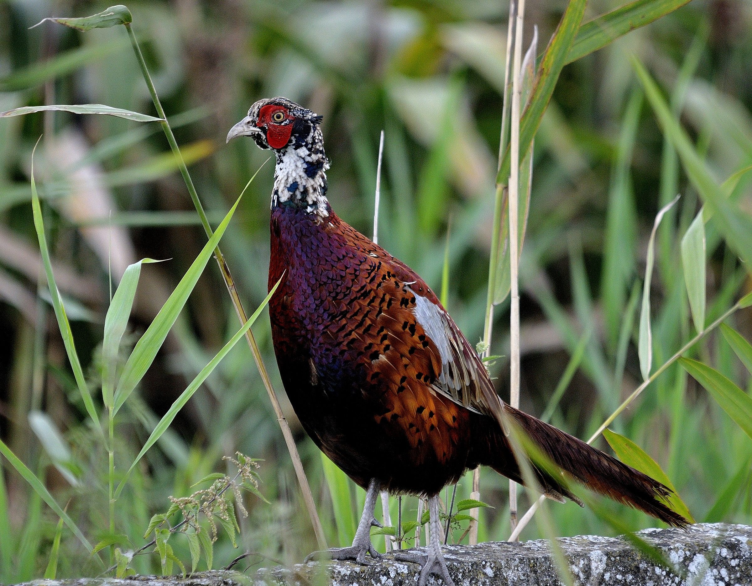 pheasant