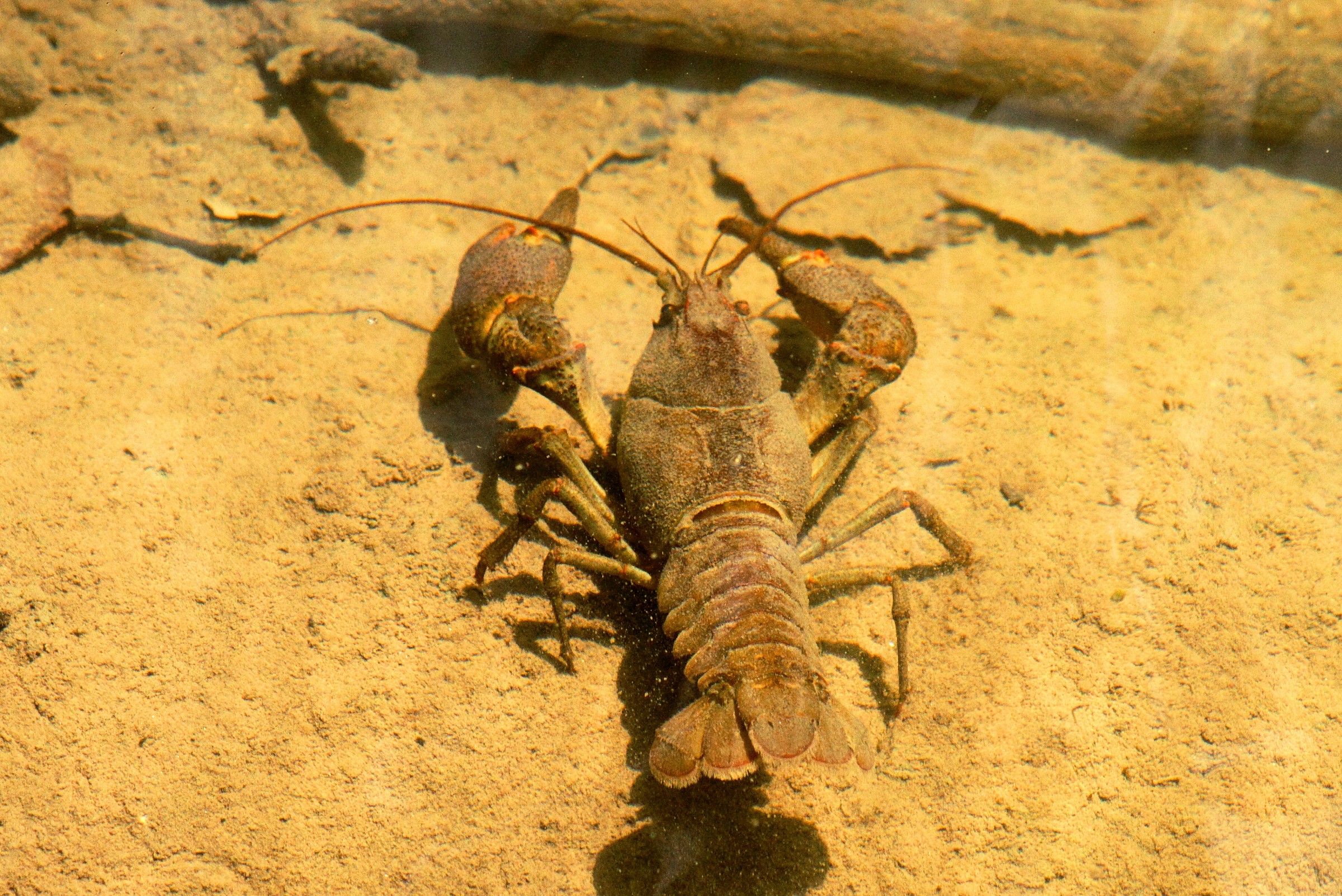 Gambero di fiume italiano