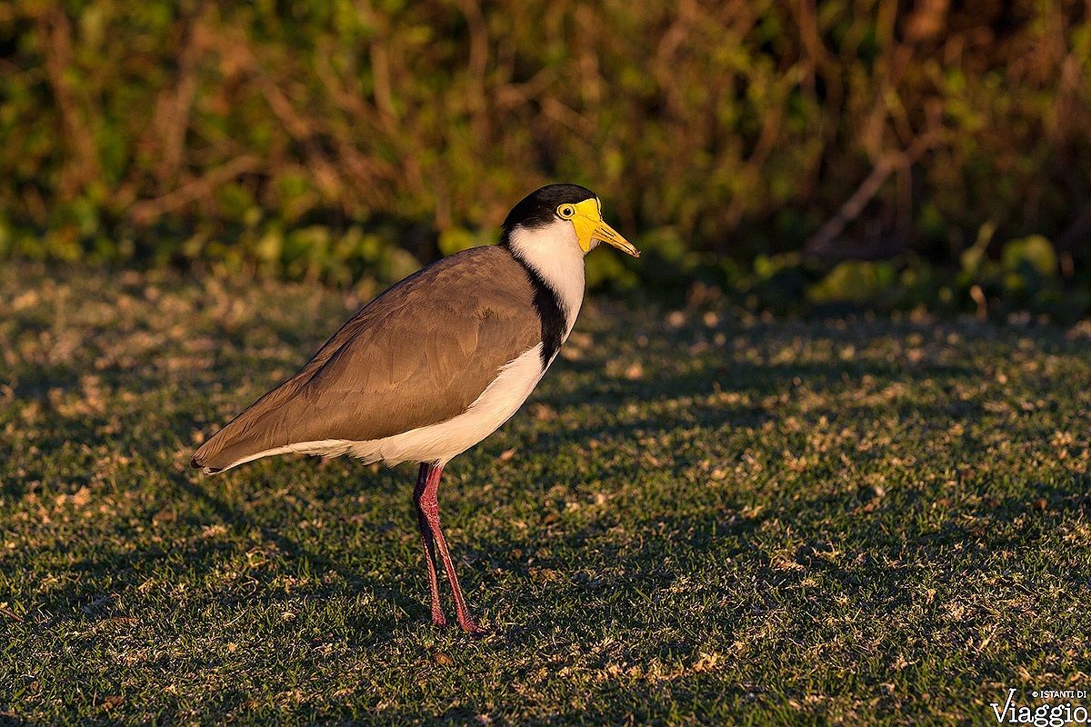 Pavoncella mascherata
