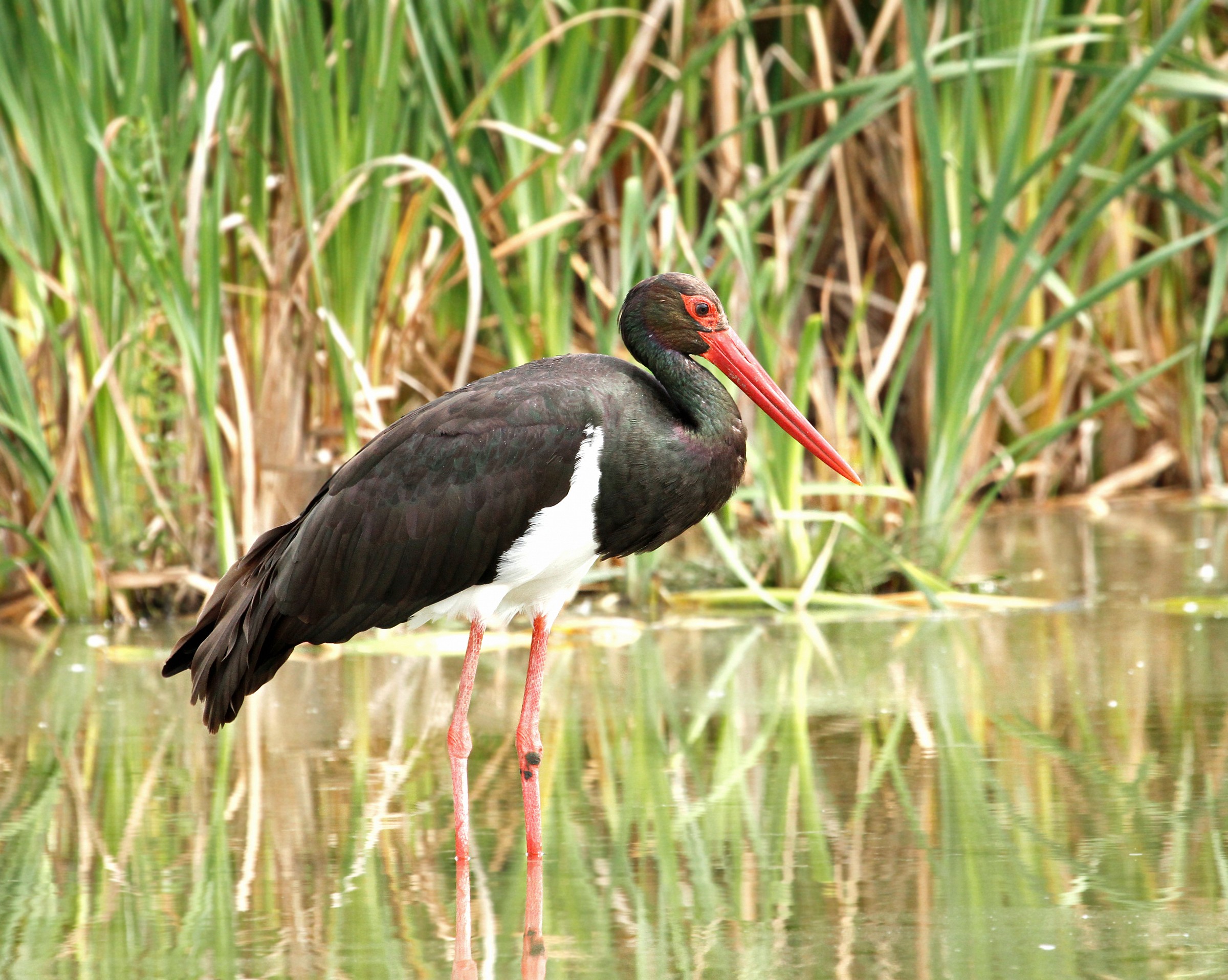 Black Stork