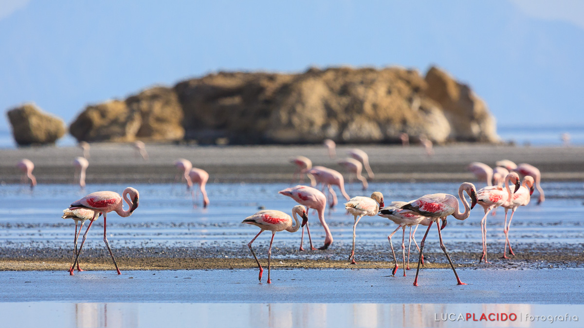 Fenicotteri a Lake Natron