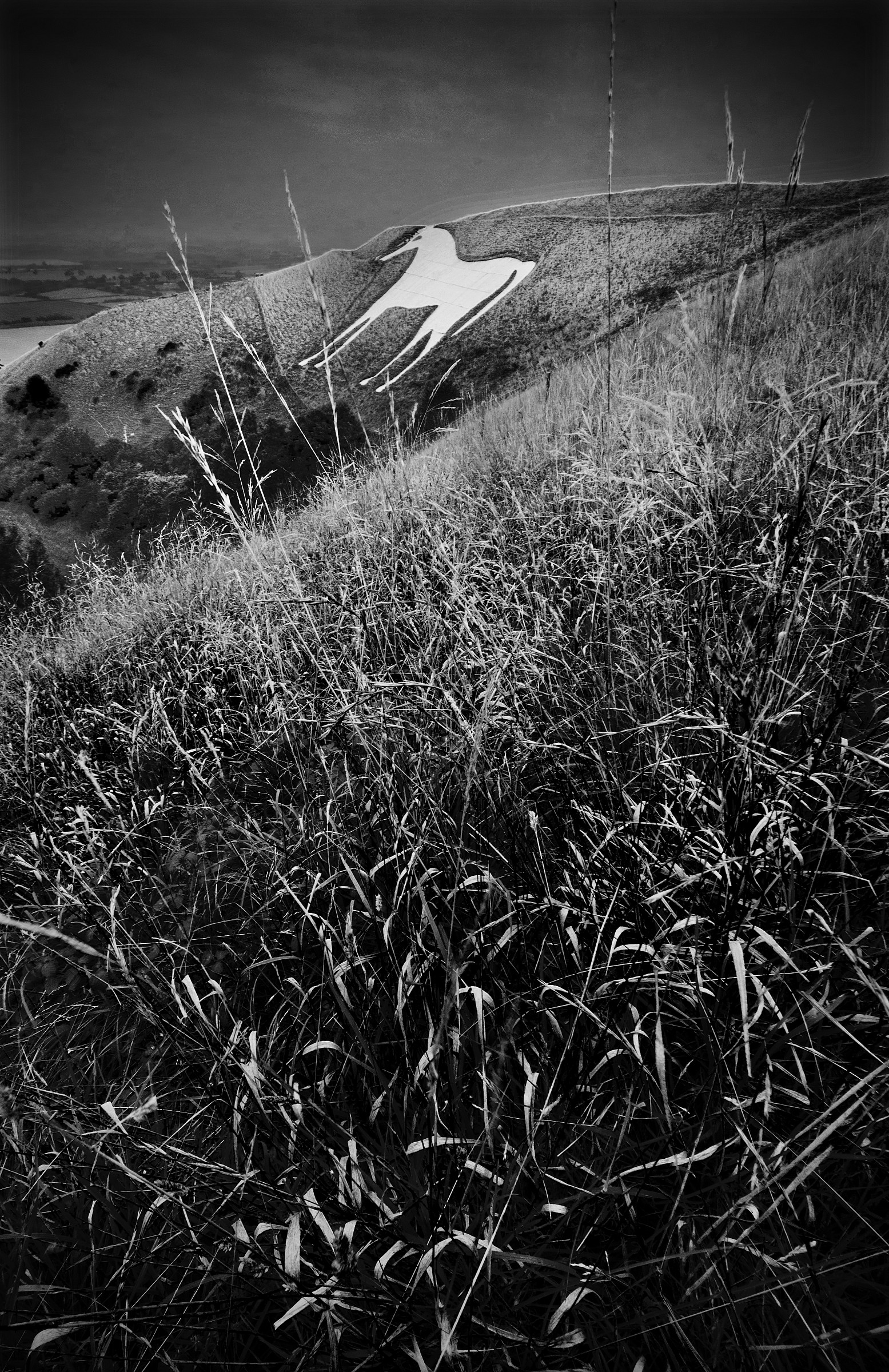 Il Westbury 'White Horse'