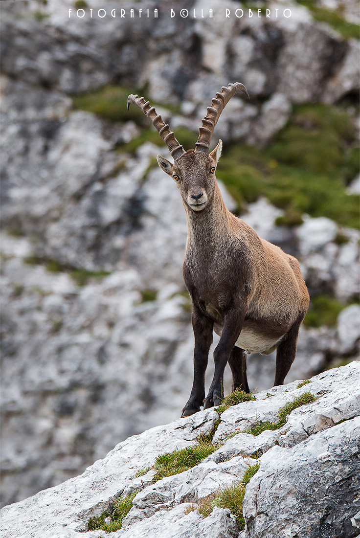 Stambecco