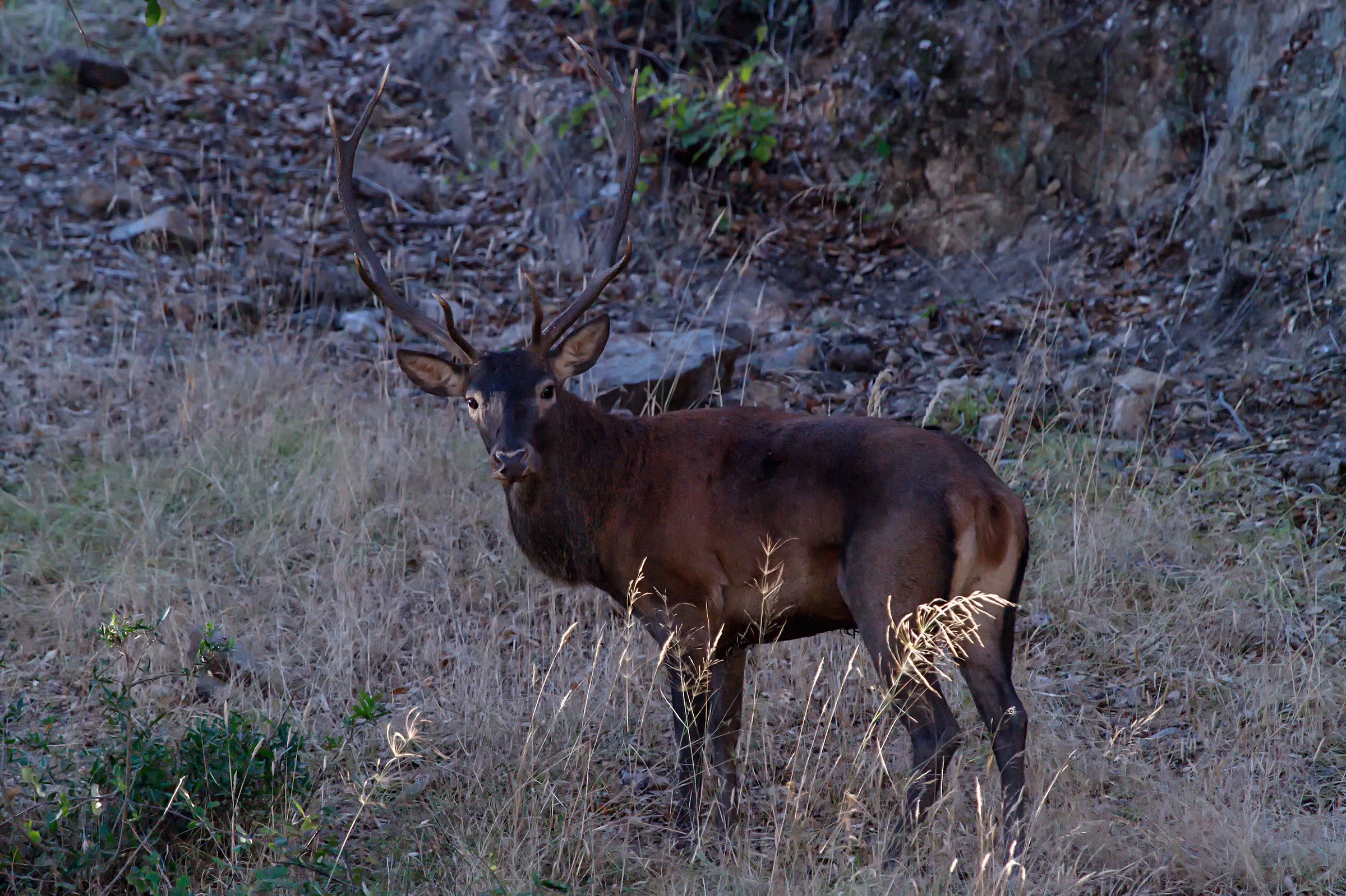 Cervo sardo a Montevecchio