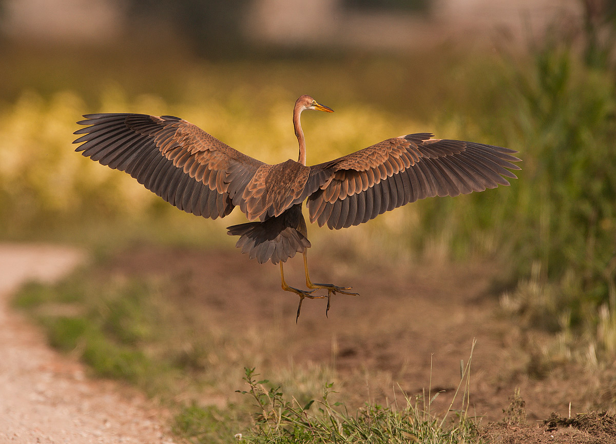 l'arrivo del rosso....