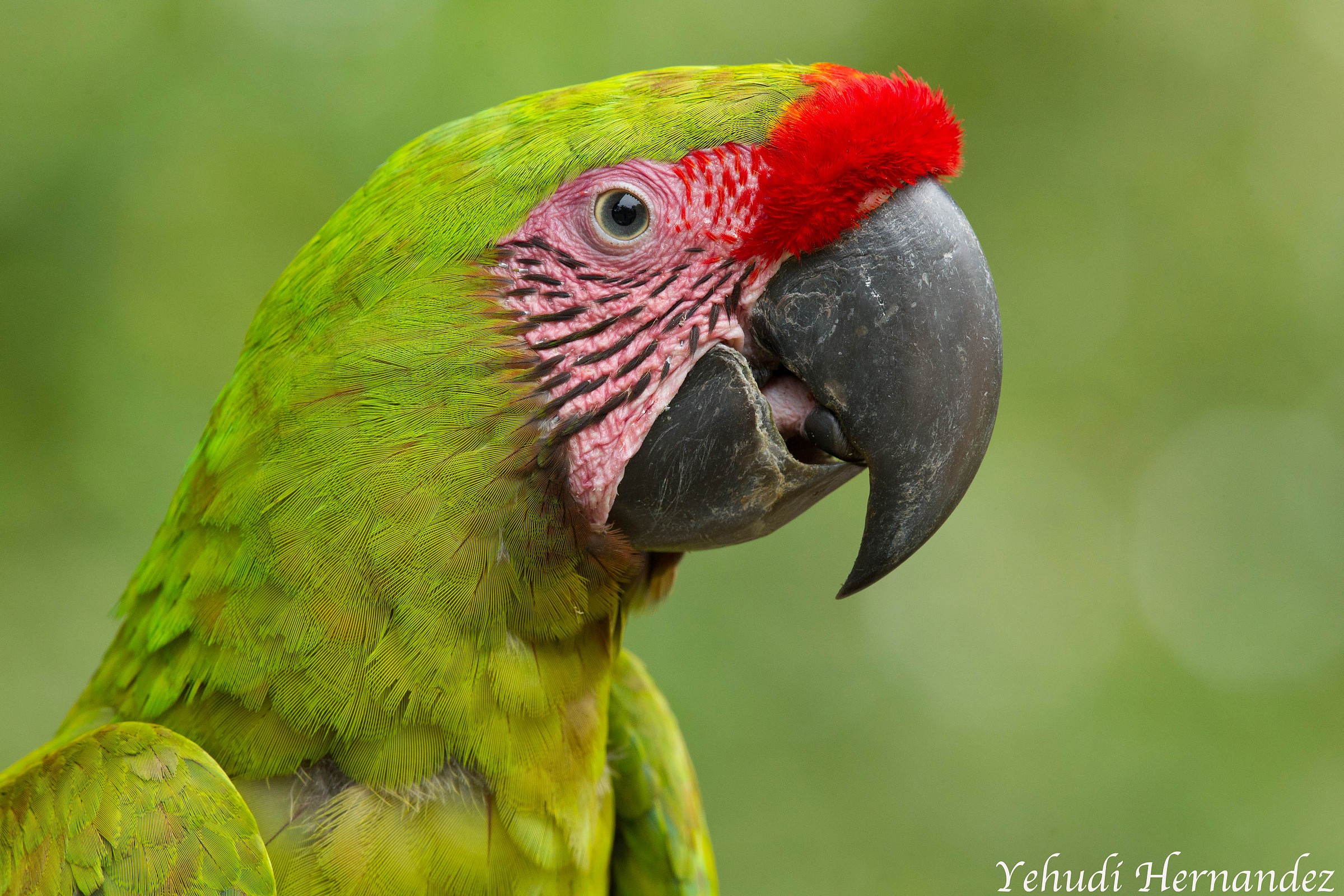 Grande Macaw verde (Ara ambigua)