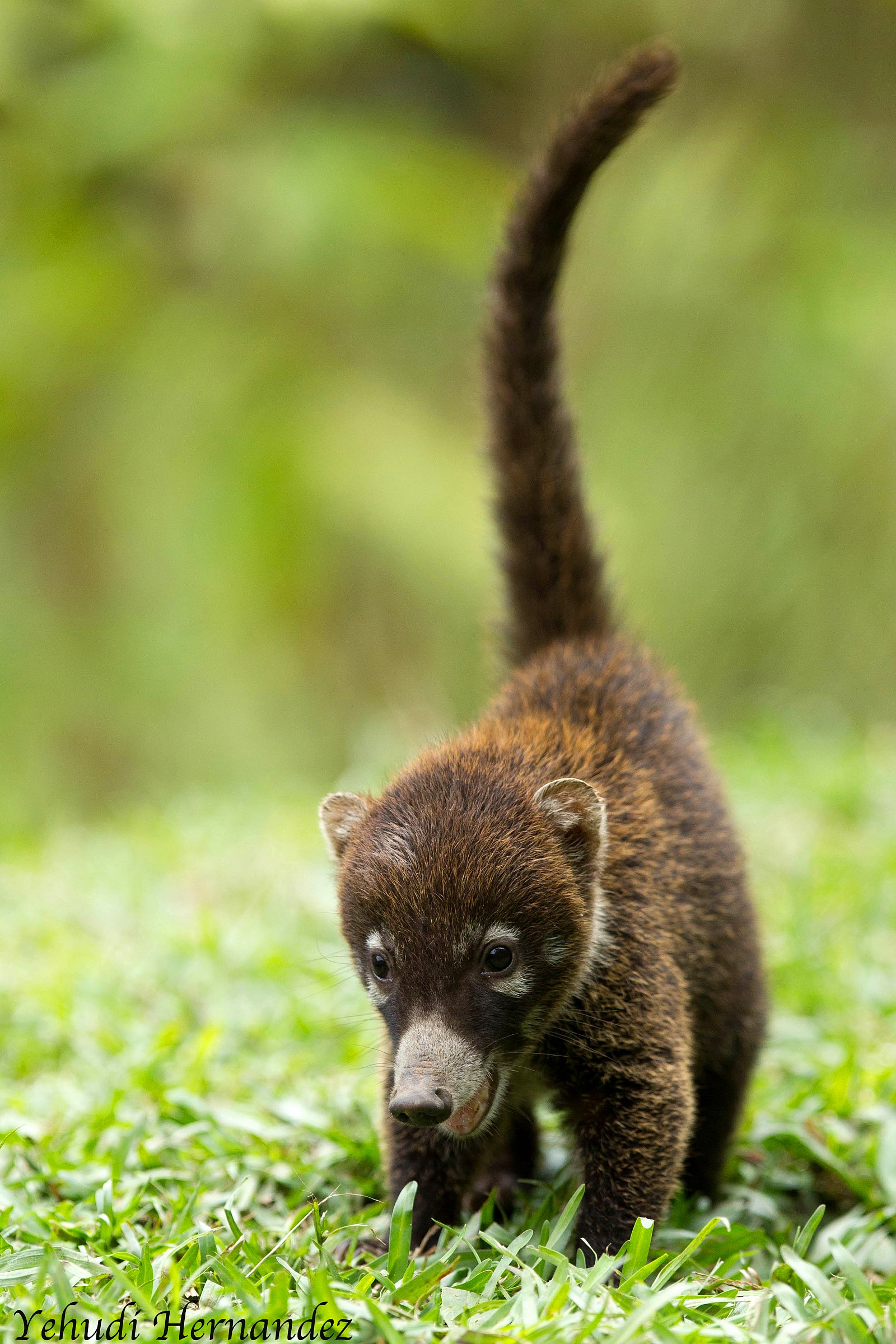 Bianco naso coatimundi (Nasua narica)