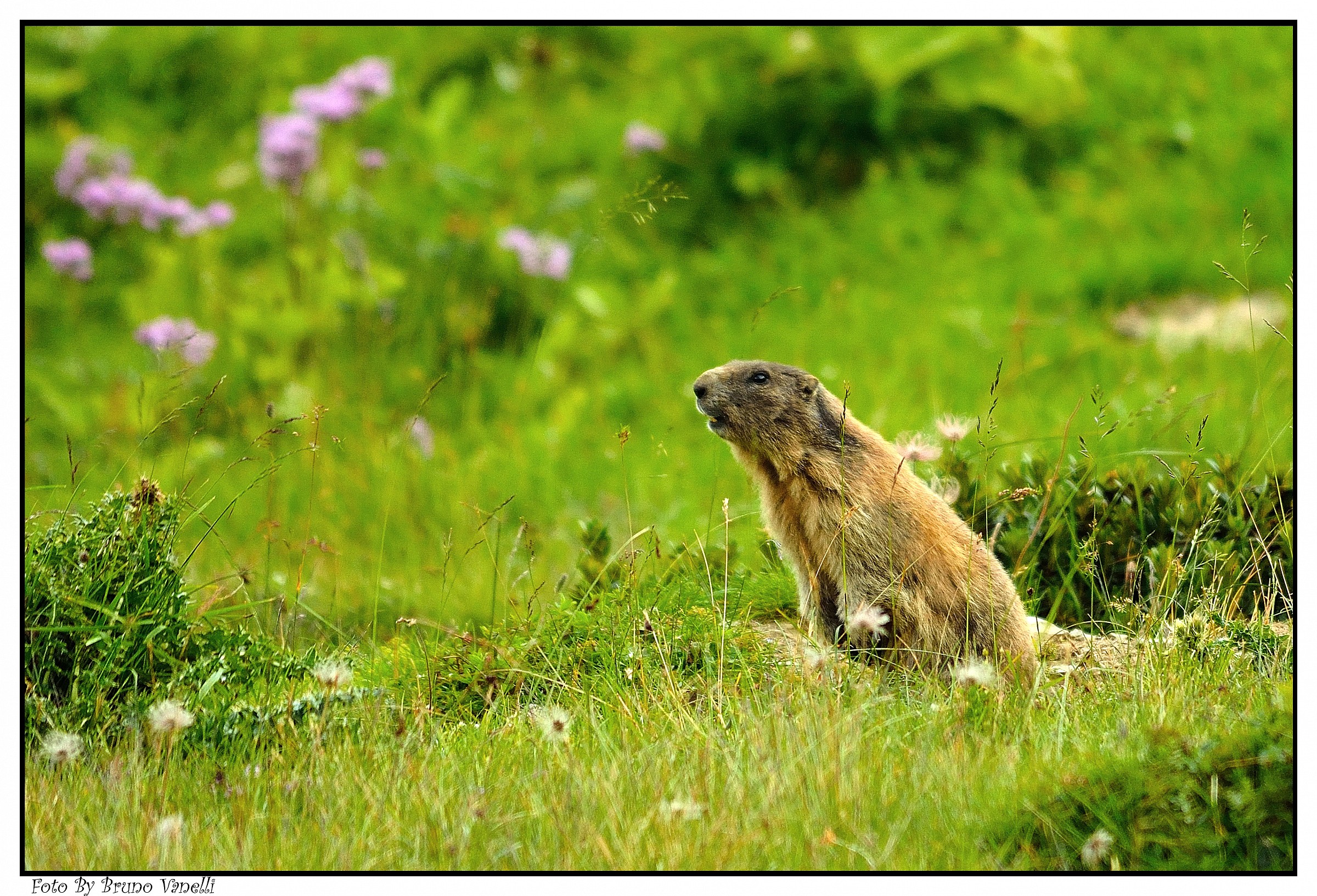 Marmot near the Monte Corona -Tn-