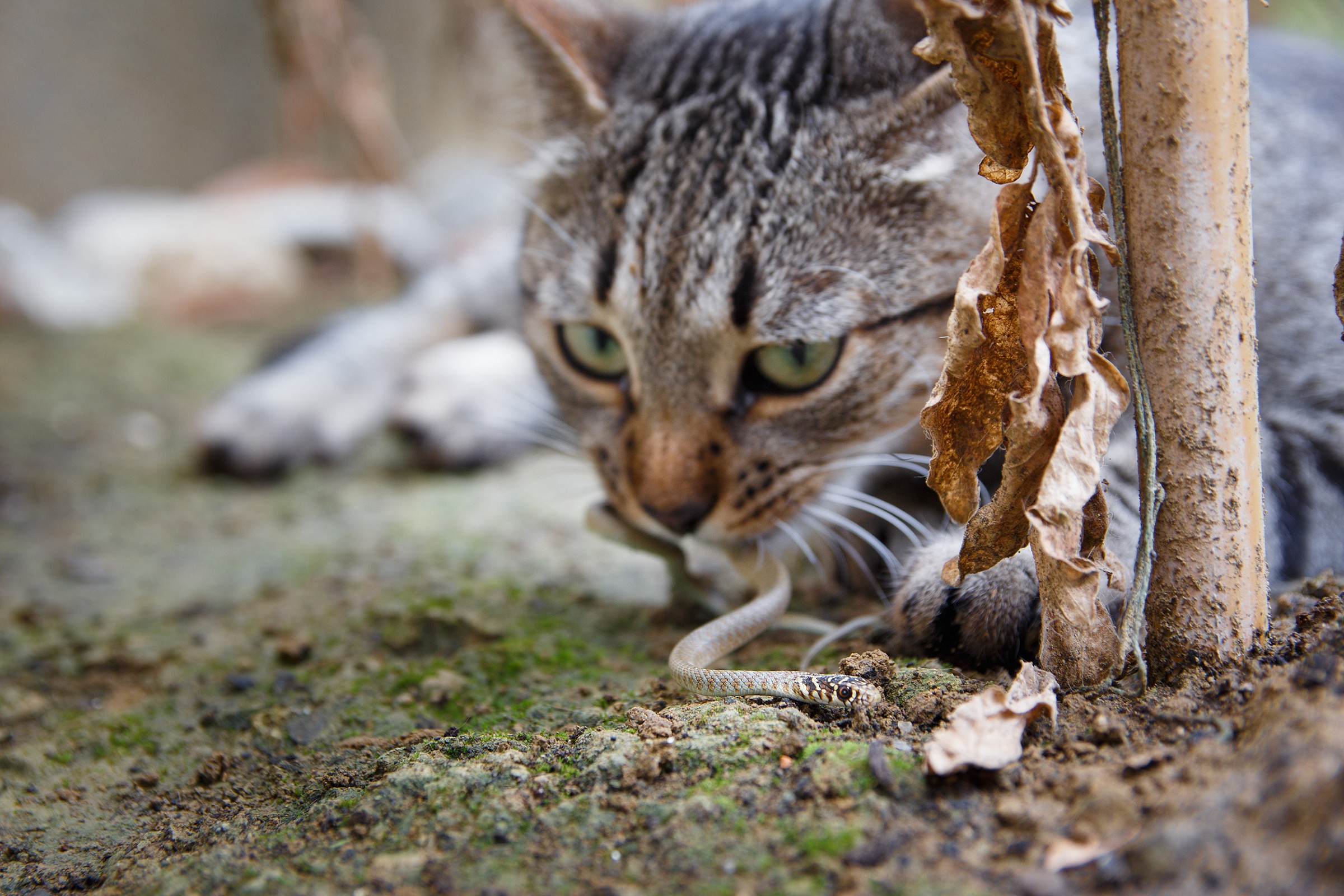 Picco di Serpente (Biacco) nelle fauci del gatto