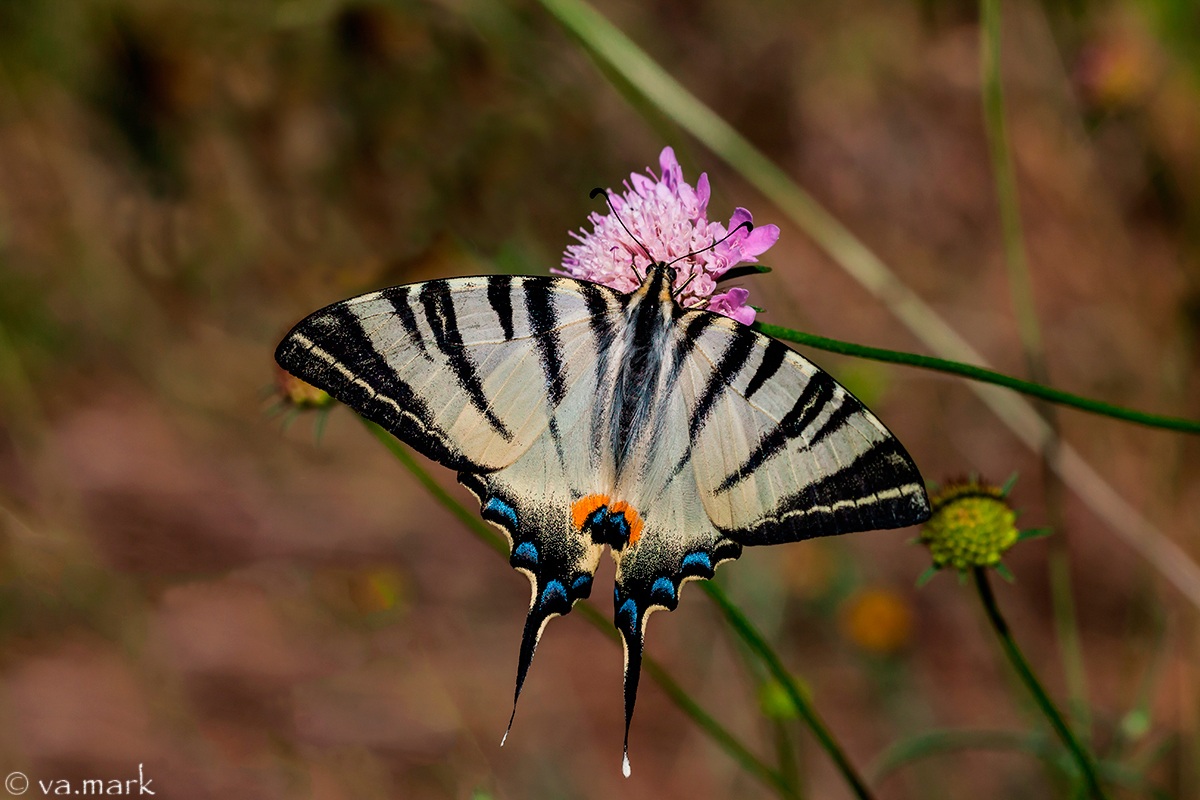 Scarce Swallowtail