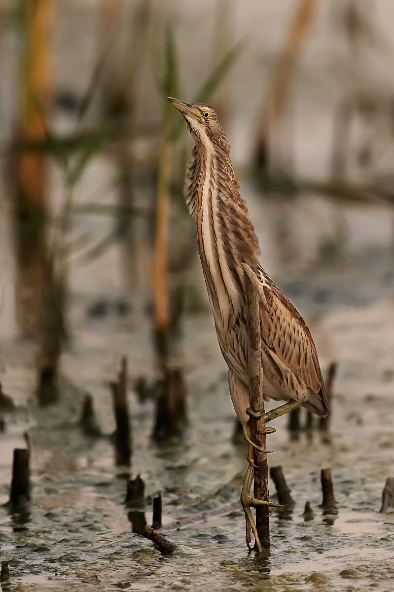 Mi allungo come il tarabuso