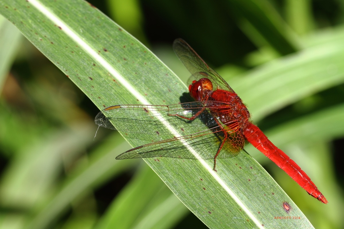 Libellula