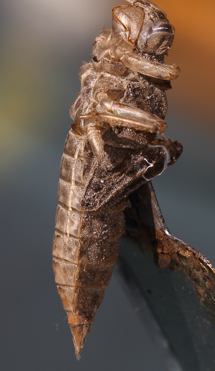 exuvia di libellula