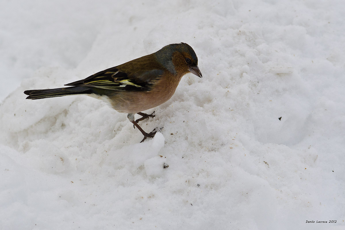 Chaffinch. Val Lemina (TO)