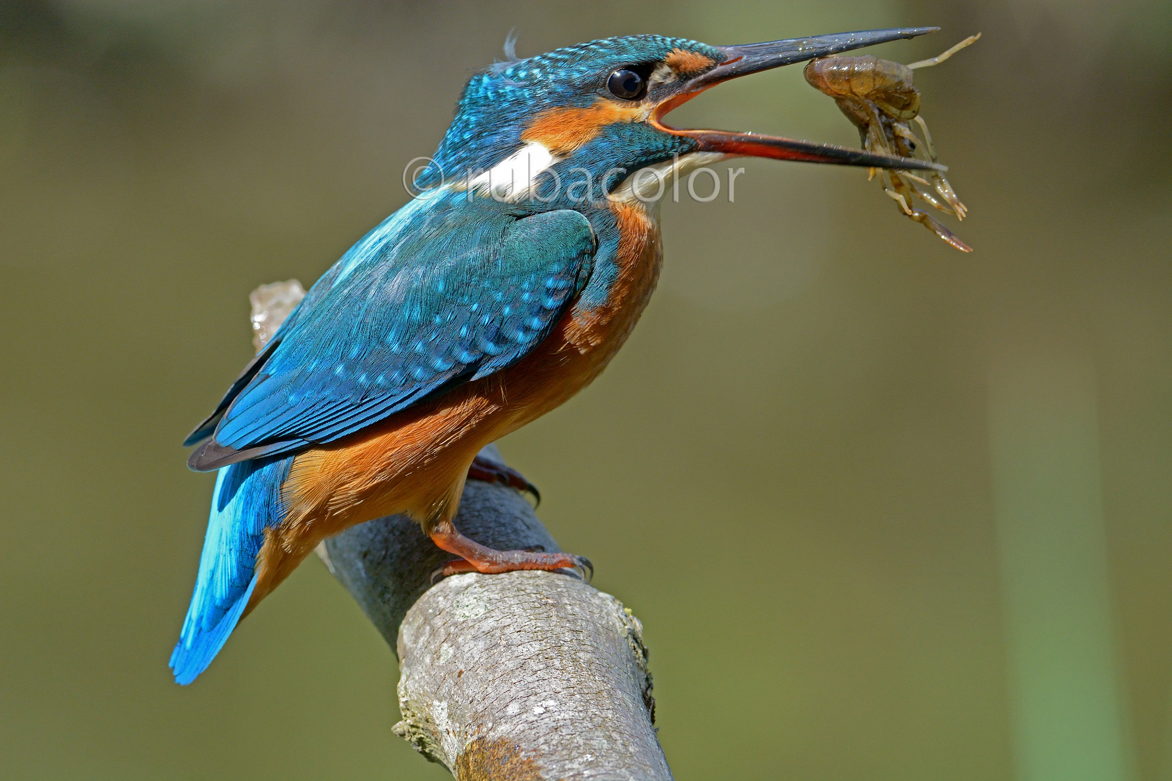 Ho paura di ingollarlo di traverso