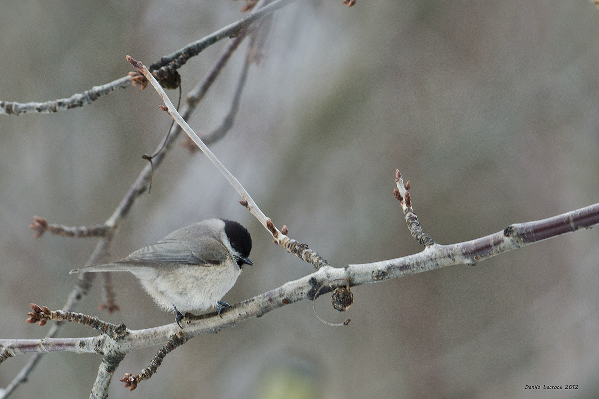 Cincia Alpestre. Val Lemina (TO)