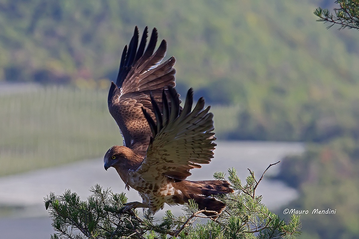 Biancone; Il primo volo