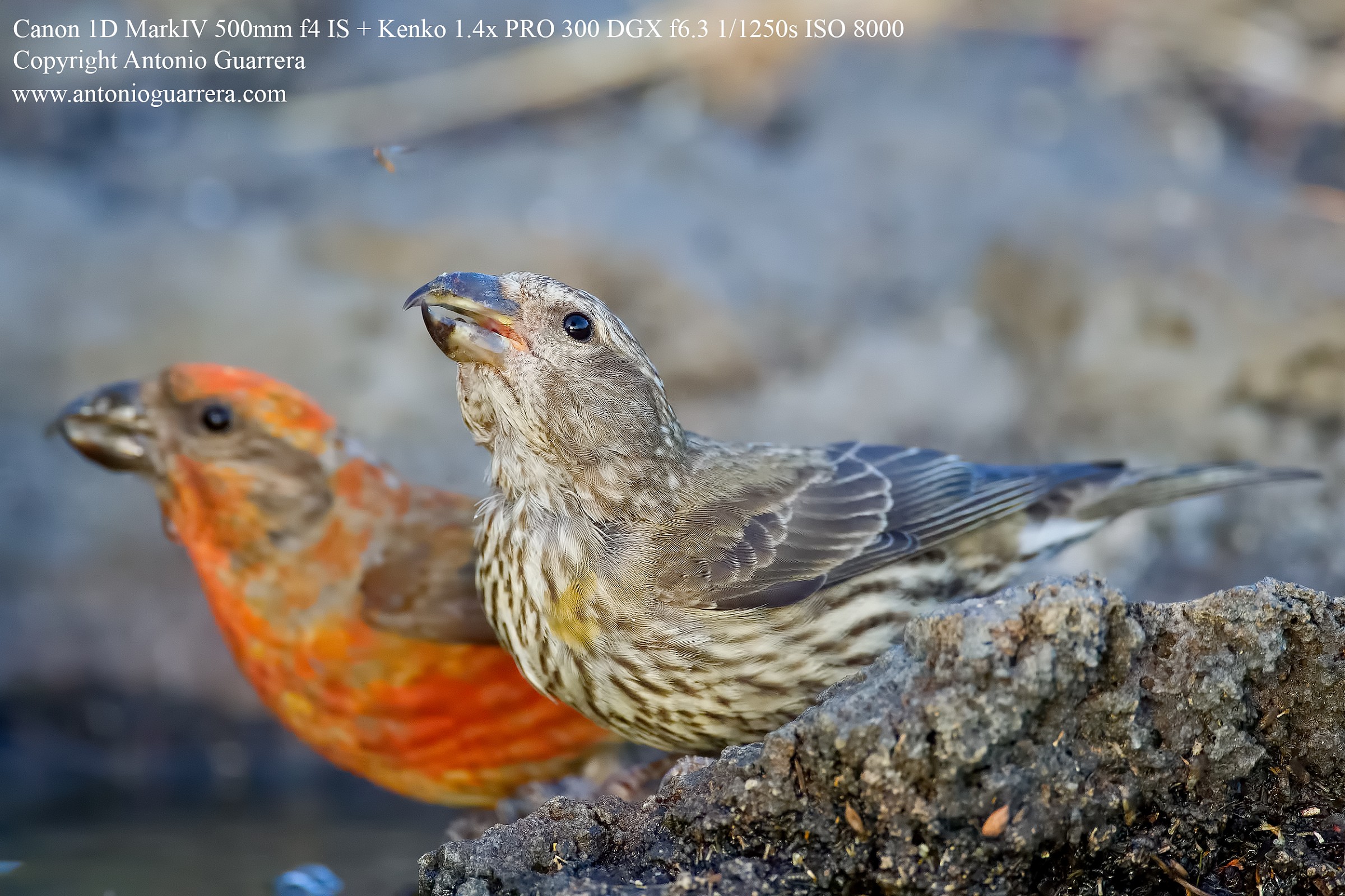 Tutti a bere (crociere)