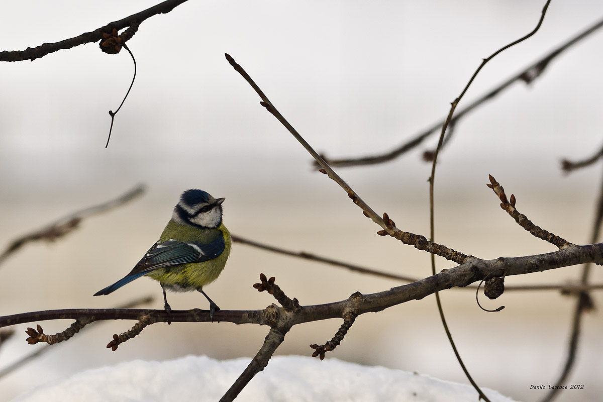 Blue Tit. Val Lemina (TO)