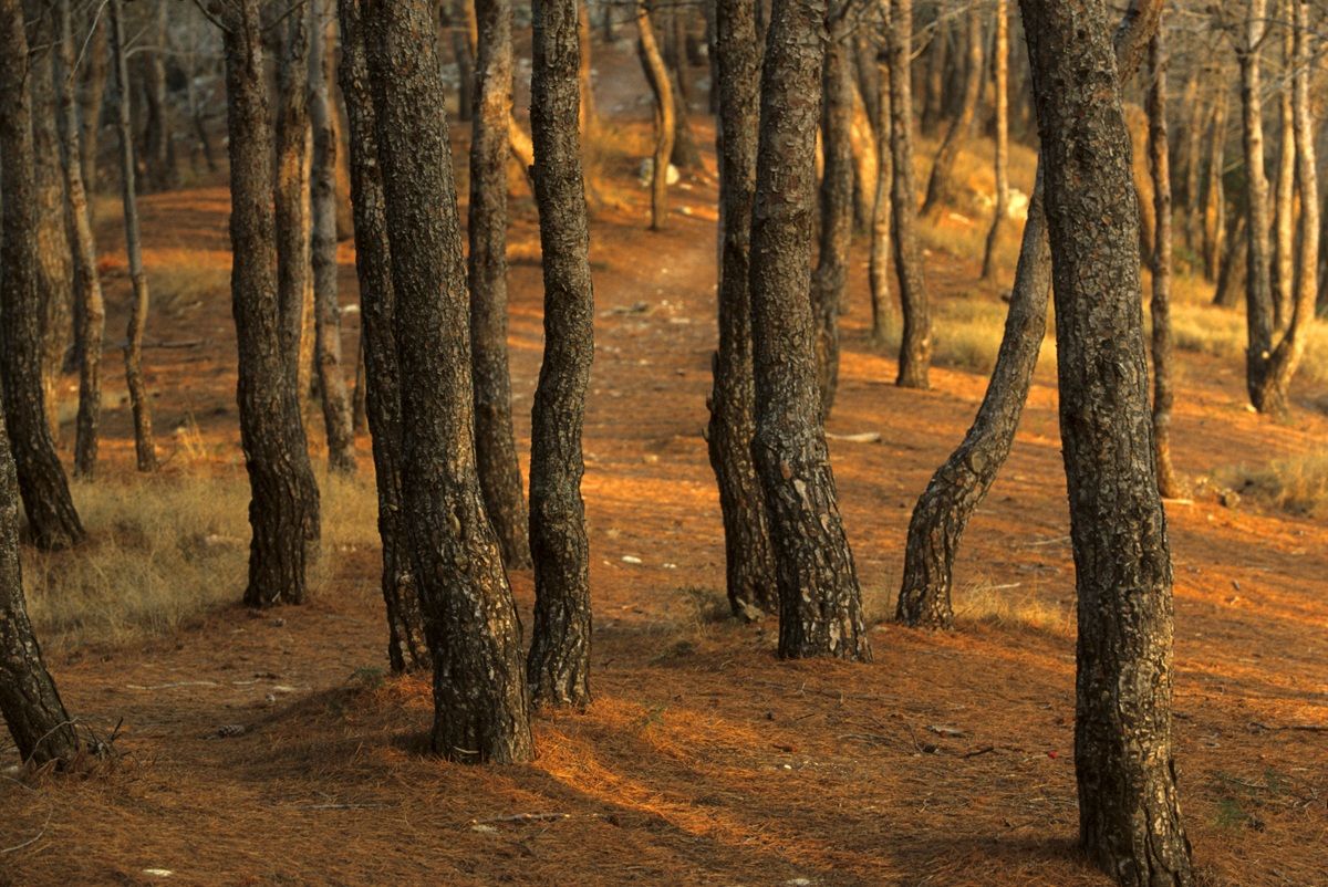 Pine forest in the morning