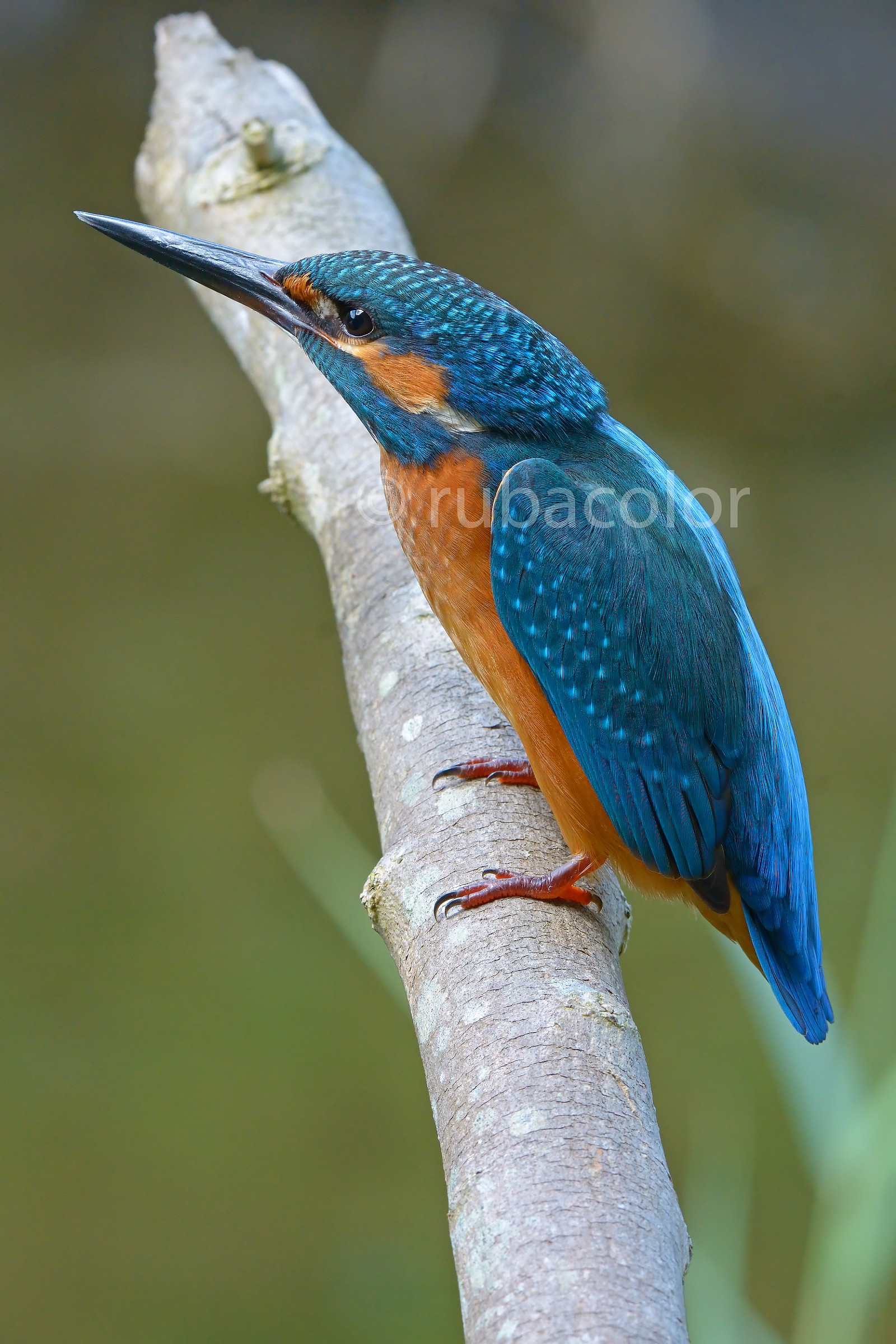 Another martino posing