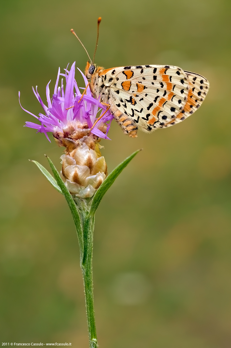 Melitaea didyma (Esper 1779)
