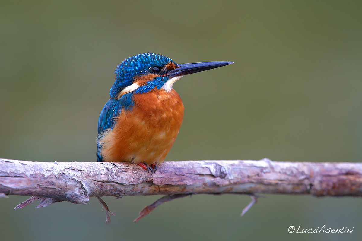 Kingfisher