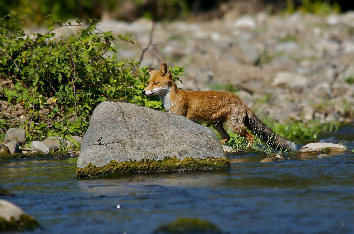 Young Fox in river environment