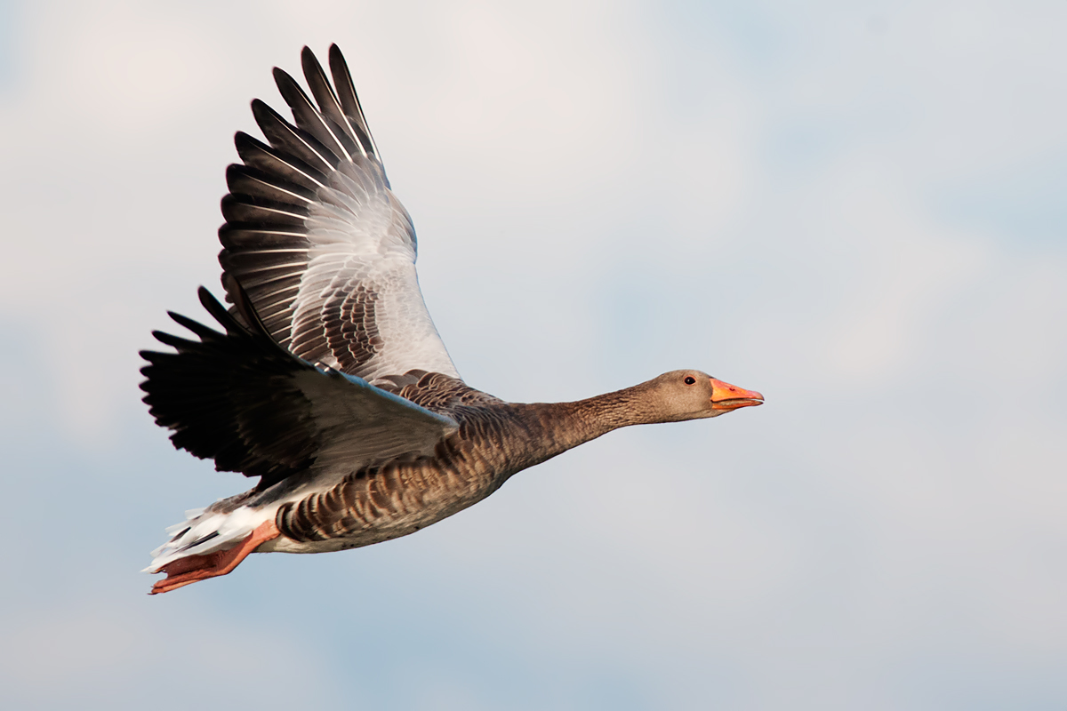 Oca selvatica in volo