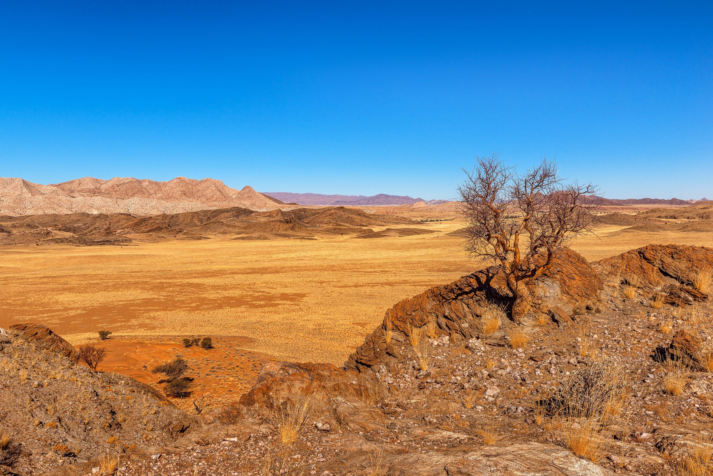 Wild Namibia