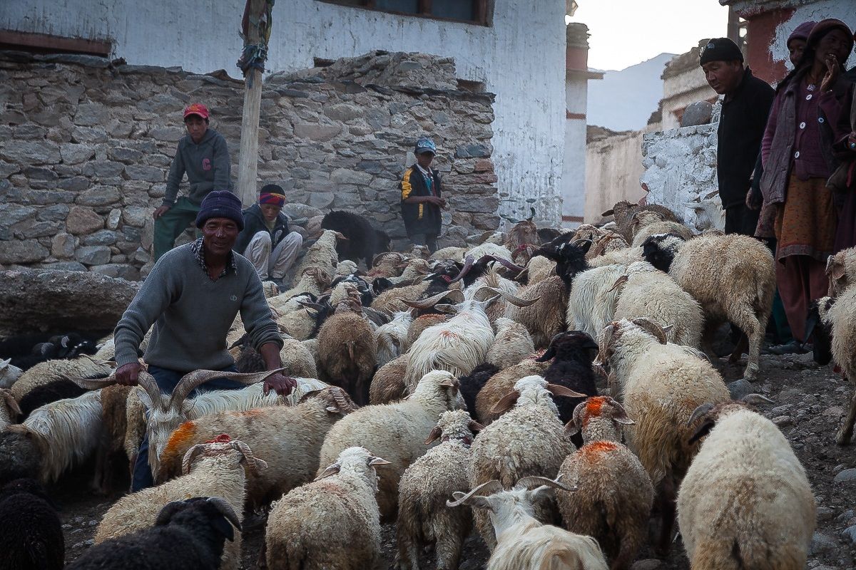 Valle di zanskar - Ladakh - il rientro del gregge