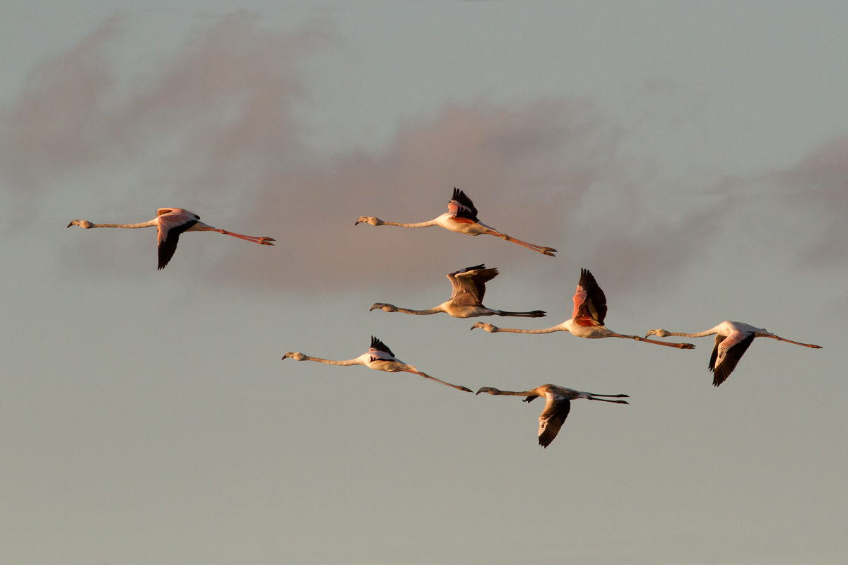 Flamingos at sunset