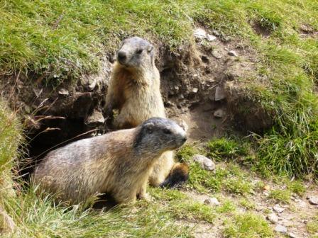 Marmotte