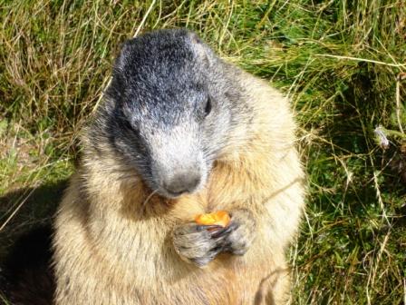 Marmotte 2