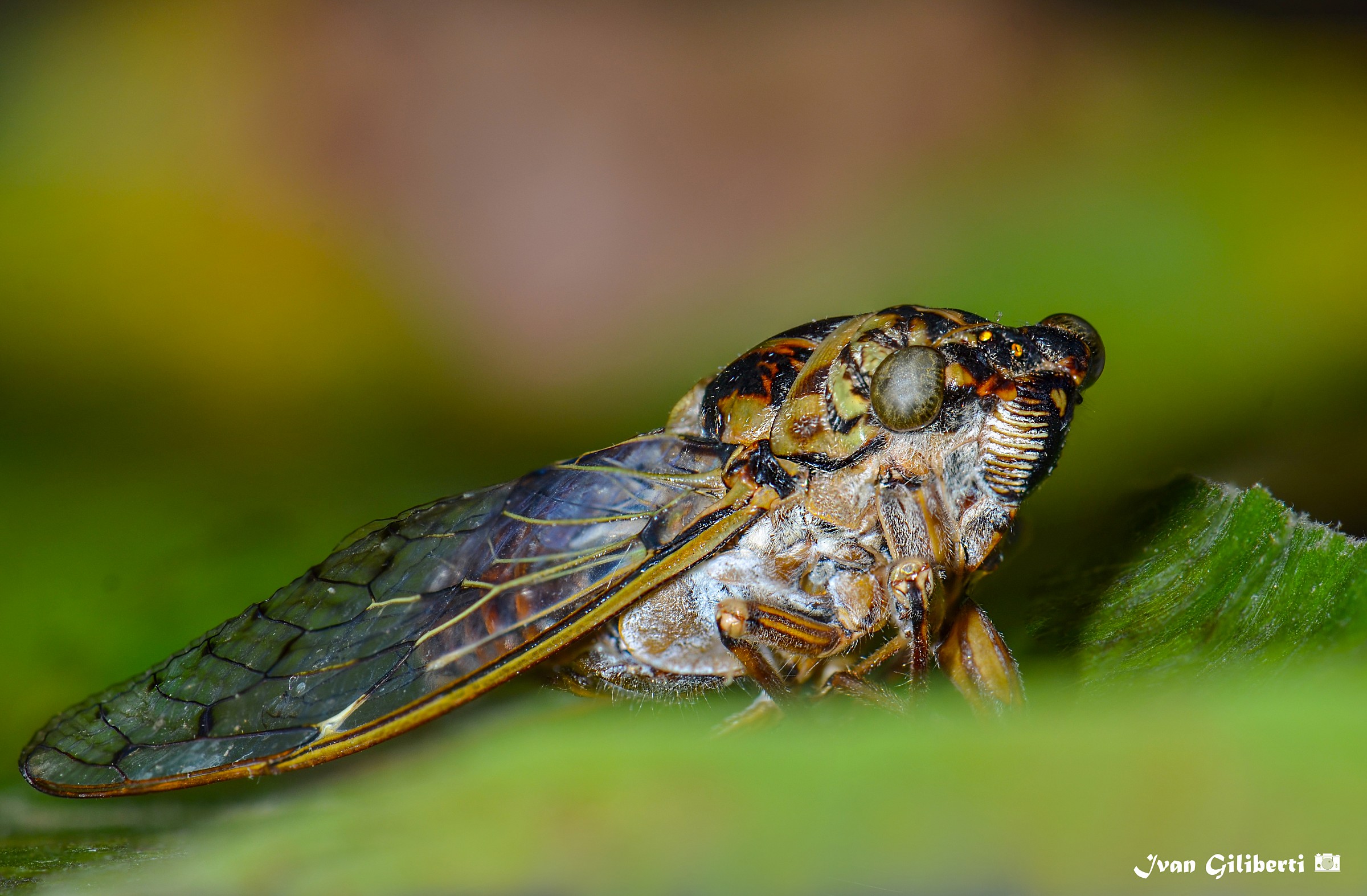 cicala in focus stacking
