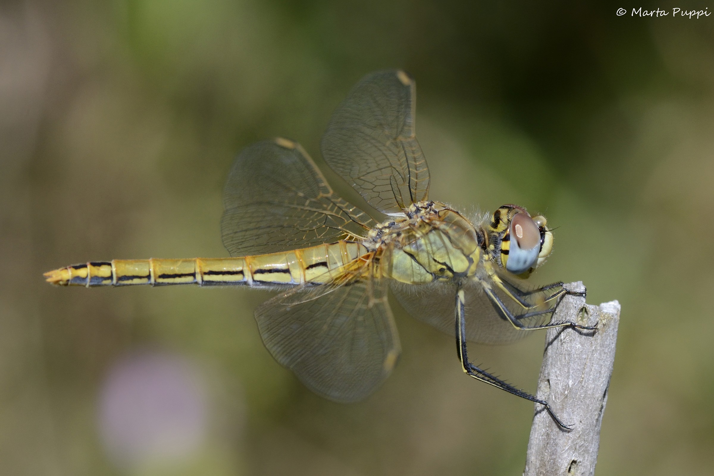 Libellula