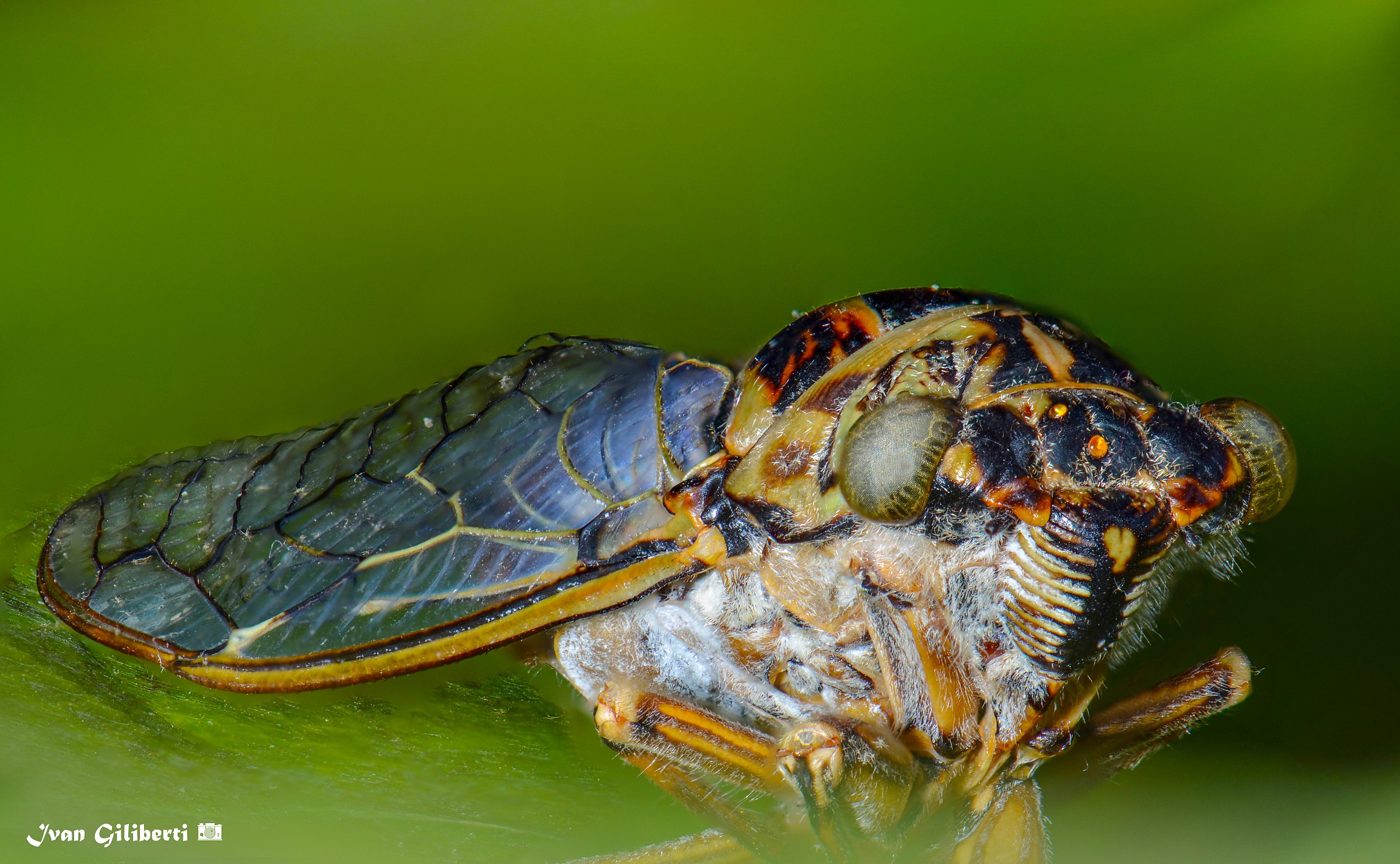 cicala in focus stacking