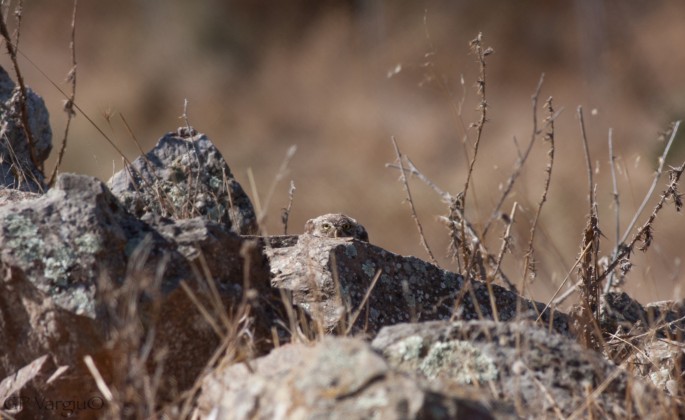 Forse non mi ha visto...