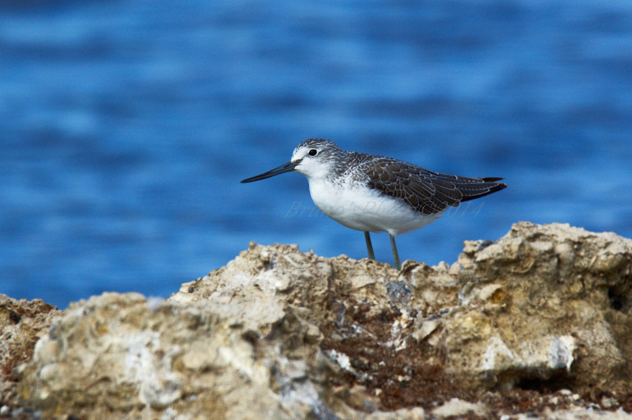 Tringa ochropus - Green Sandpiper