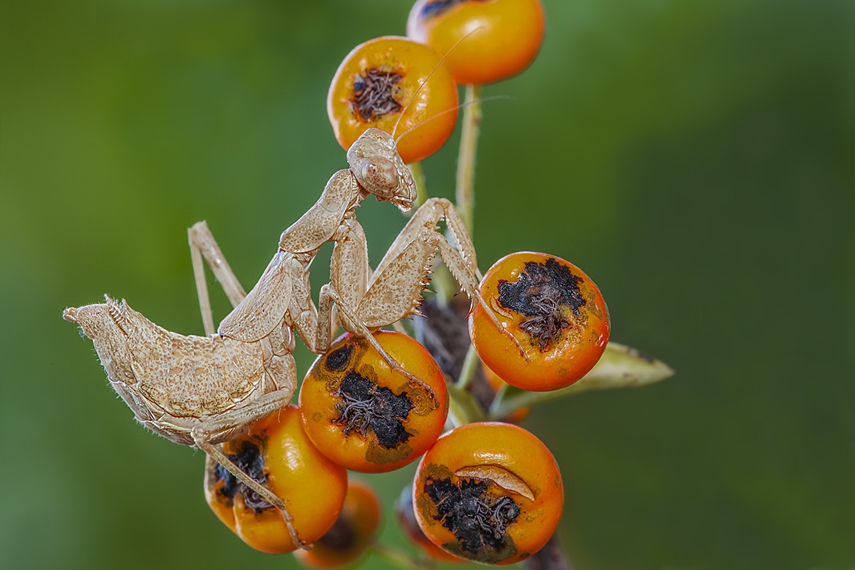 Ameles of spallanzani