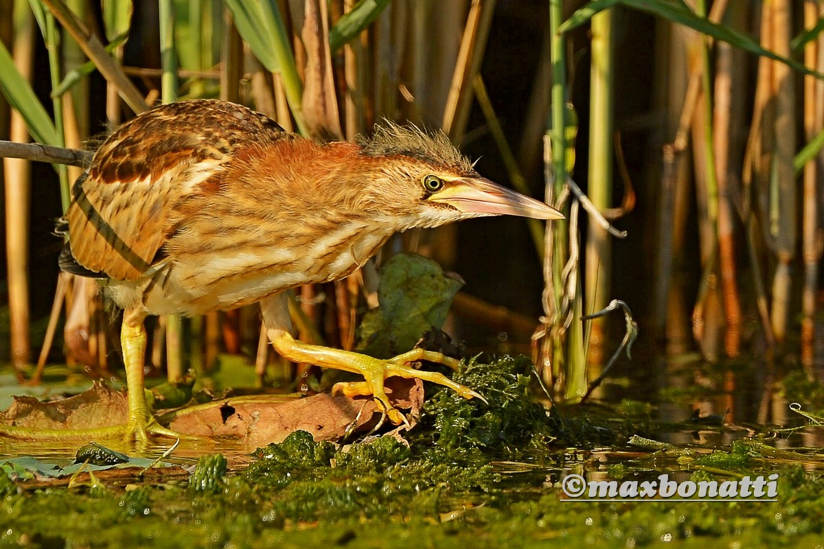 Young Bittern