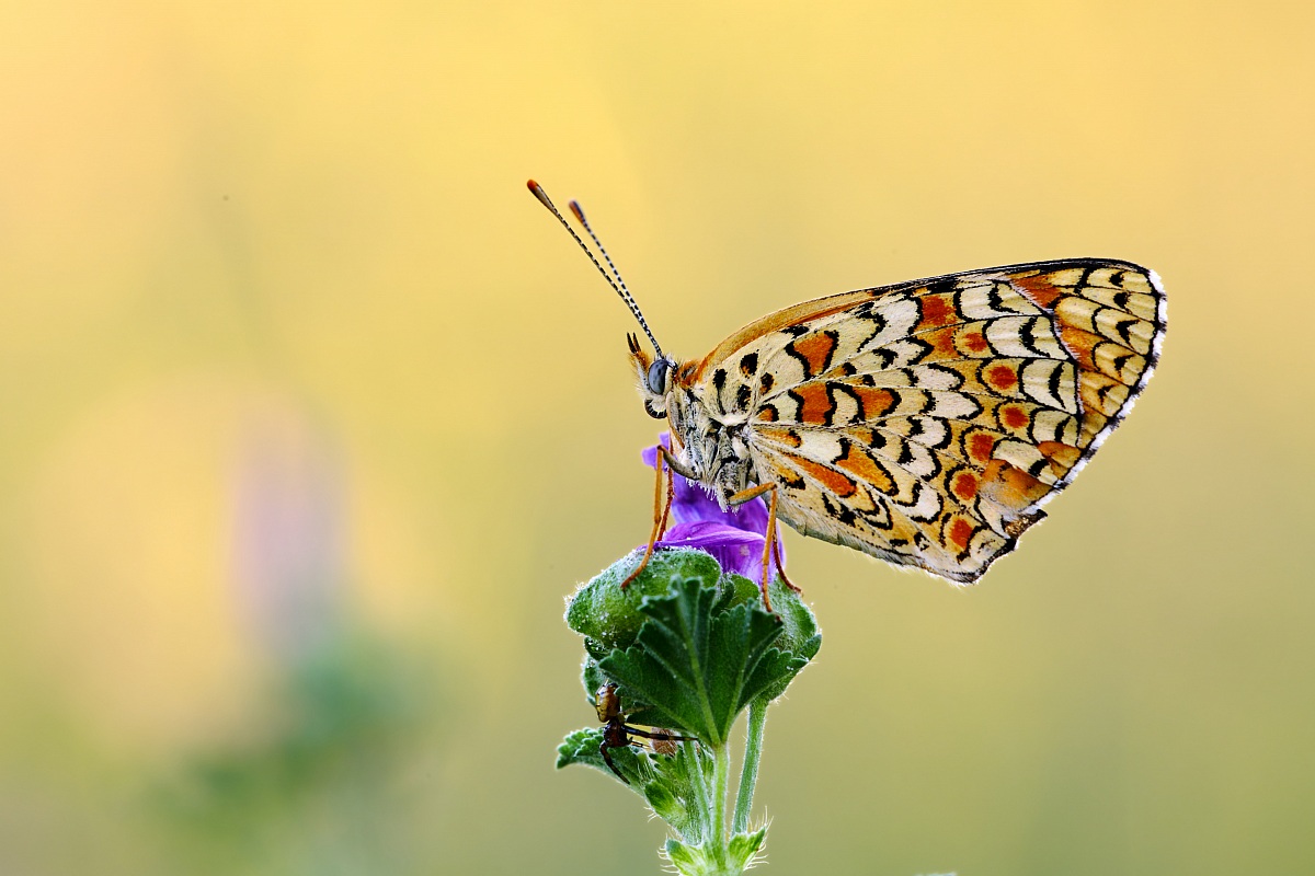 Fiore con sorpresa - Melitaea phoebe e ragno